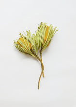 Load image into Gallery viewer, Pack of 2 - Dried Yellow Banksia with Leaves