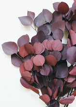 Load image into Gallery viewer, Preserved Burgundy Populus Silver Dollar Eucalyptus
