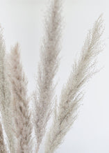 Load image into Gallery viewer, Pack of 5 - Natural Pampas Grass