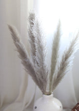 Load image into Gallery viewer, Pack of 5 - Natural Pampas Grass