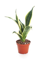 Load image into Gallery viewer, LIVE Snake Plant in 4" Pot - Ships Alone