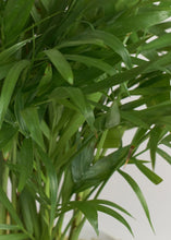 Load image into Gallery viewer, LIVE Bella Palm House Plant in 4" Pot - Ships Alone