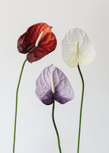 Load image into Gallery viewer, Lavender Cream Fake Anthurium Large Flower - 27"