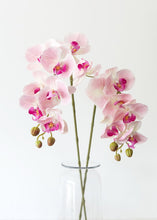 Load image into Gallery viewer, Real Touch Phalaenopsis Orchid Spray in Pink Cream - 37" Tall