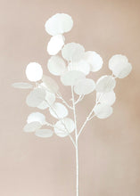 Load image into Gallery viewer, White Fake Silver Dollar Eucalyptus Branch - 32"