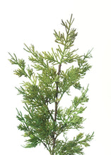Load image into Gallery viewer, Real Touch Faux Juniper - 28" Tall