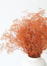 Load image into Gallery viewer, Terracotta Orange Stardust Gypsophila Preserved