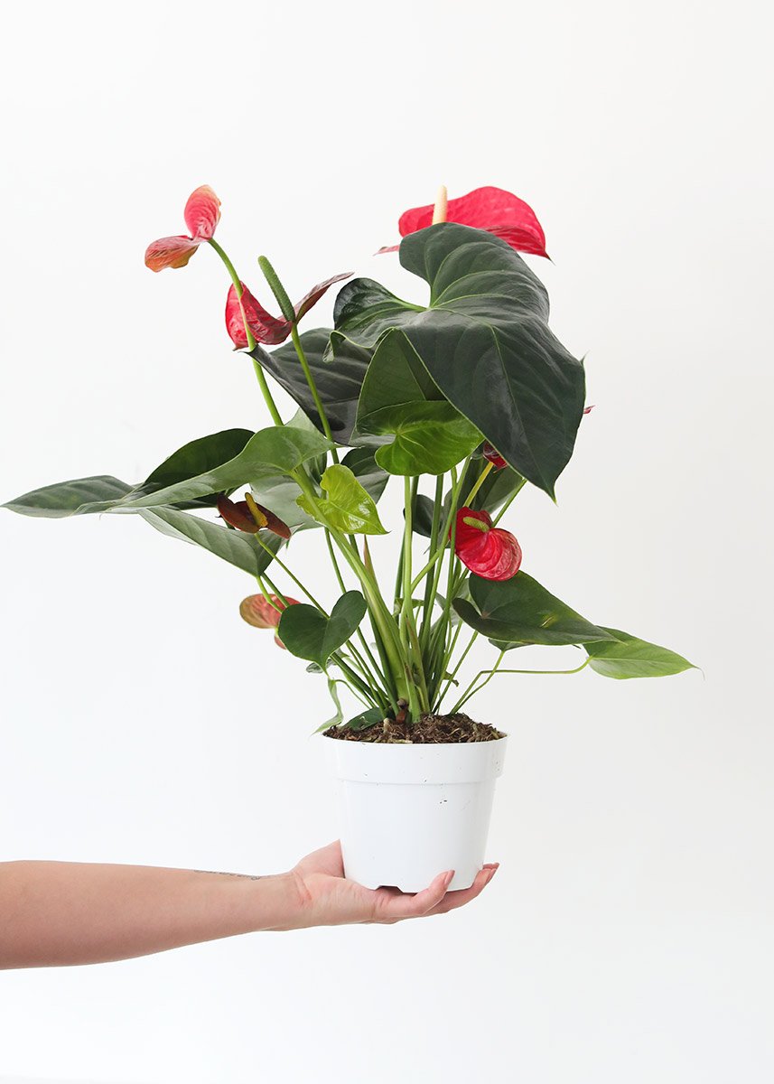 anthurium house plant LIVE Anthurium House Plant in 6" Pot