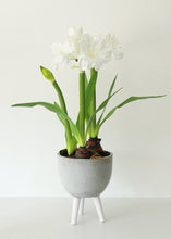 Load image into Gallery viewer, White Fake Amaryllis Plant in Cement Floor Stand - 34"