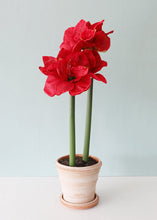 Load image into Gallery viewer, Antique Pink Terracotta Pot and Saucer - 6" Tall x 6.25" Wide with Drainage