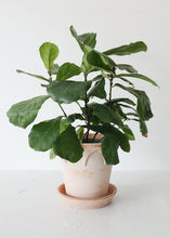 Load image into Gallery viewer, Antique Pink Terracotta Clay Pot and Saucer - 6.5" Tall x 7" Wide with Drainage