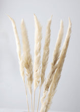 Load image into Gallery viewer, Pack of 6 - Smooth Natural Tan Pampas Grass - 25-29.5"