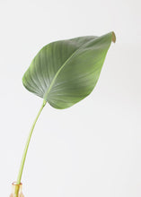Load image into Gallery viewer, Artificial Calla Leaf - 33"
