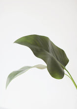 Load image into Gallery viewer, Artificial Calla Leaf - 33"