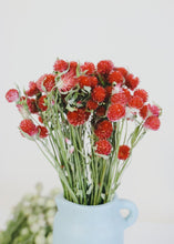 Load image into Gallery viewer, Natural Strawberry Red Globe Amaranth