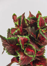 Load image into Gallery viewer, Burgundy UV Protected Outdoor Fake Coleus Plant