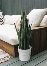 Load image into Gallery viewer, Faux Outdoor Snake Plant in Pot - 35" Tall