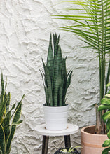 Load image into Gallery viewer, Faux Outdoor Snake Plant in Pot - 35" Tall