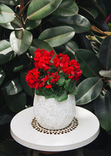 Load image into Gallery viewer, UV Protected Indoor/Outdoor Artificial Geranium Bush - 18" Tall