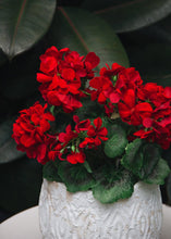 Load image into Gallery viewer, UV Protected Indoor/Outdoor Artificial Geranium Bush - 18" Tall