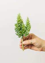 Load image into Gallery viewer, Soft Latex Burro's Tail Sedum Succulent - 7.5" Tall