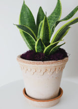Load image into Gallery viewer, Pink Washed Terra Cotta Pot and Saucer - 6" Tall x 6.25" Wide with Drainage