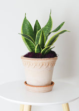 Load image into Gallery viewer, Pink Washed Terra Cotta Pot and Saucer - 6" Tall x 6.25" Wide with Drainage