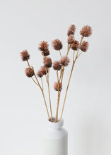 Load image into Gallery viewer, Natural Dried Mauve Platycarya Pods - 24" Tall