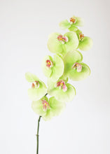 Load image into Gallery viewer, Real Touch Green Phalaenopsis Orchid - 34"