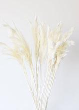 Load image into Gallery viewer, Tall Bleached Plume Reed Grass - 36-40"