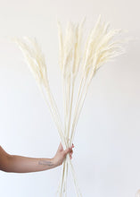 Load image into Gallery viewer, Tall Bleached Plume Reed Grass - 36-40"