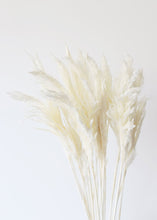 Load image into Gallery viewer, Tall Bleached Plume Reed Grass - 36-40"