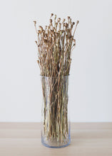 Load image into Gallery viewer, Mini Dried Poppy Pods - 12-24" Tall