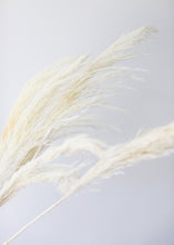 Load image into Gallery viewer, Pack of 6 - Textured White Dried Pampas Grass - 20-30"