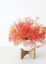Load image into Gallery viewer, Terracotta Orange Stardust Gypsophila Preserved