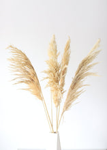 Load image into Gallery viewer, Pack of 6 - Textured Natural Tan Pampas Grass - 20-30"