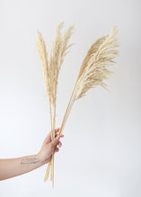 Load image into Gallery viewer, Pack of 6 - Textured Natural Tan Pampas Grass - 20-30"