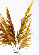 Load image into Gallery viewer, Preserved Plume Reed Grass in Aspen Gold - 36-40"