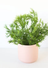 Load image into Gallery viewer, Indoor/Outdoor Sprengeri Grass Fake Plant - 12.5" Tall