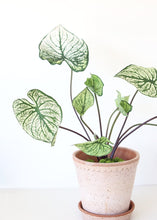 Load image into Gallery viewer, Green Cream Tropical Caladium Fake Leaf Plant - 19"
