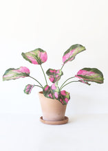 Load image into Gallery viewer, Pink Green Fake Tropical Calathea Leaf Plant - 25"