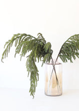 Load image into Gallery viewer, SALE - Real Touch Norfolk Pine Branch - 36" Tall