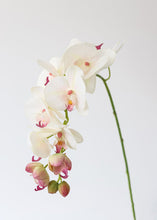 Load image into Gallery viewer, Real Touch Phalaenopsis Orchids in Cream Pink - 30" Tall
