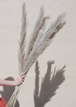 Load image into Gallery viewer, Pack of 25 - Natural Pampas Grass - Ships Alone