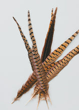 Load image into Gallery viewer, Pack of 10 - Real Ringneck Pheasant Feathers