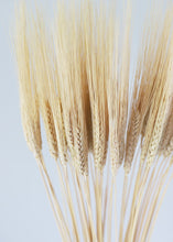 Load image into Gallery viewer, Natural Triticum Wheat Bundle