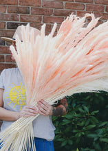 Load image into Gallery viewer, Pack of 6 - Smooth Pink Natural Pampas Grass - 25-29.5"