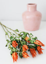Load image into Gallery viewer, Preserved Coastal Indian Paintbrush Flowers
