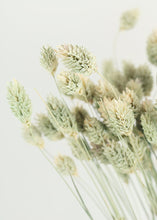 Load image into Gallery viewer, Dried Phalaris Grass