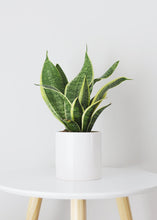 Load image into Gallery viewer, LIVE Snake Plant in 4" Pot - Ships Alone